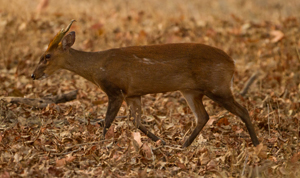 barking deer